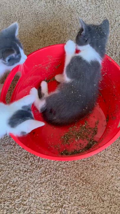 Enlarge Oreo, a ADOPTABLE Domestic Short Hair in Milwaukee, WI video 4/5