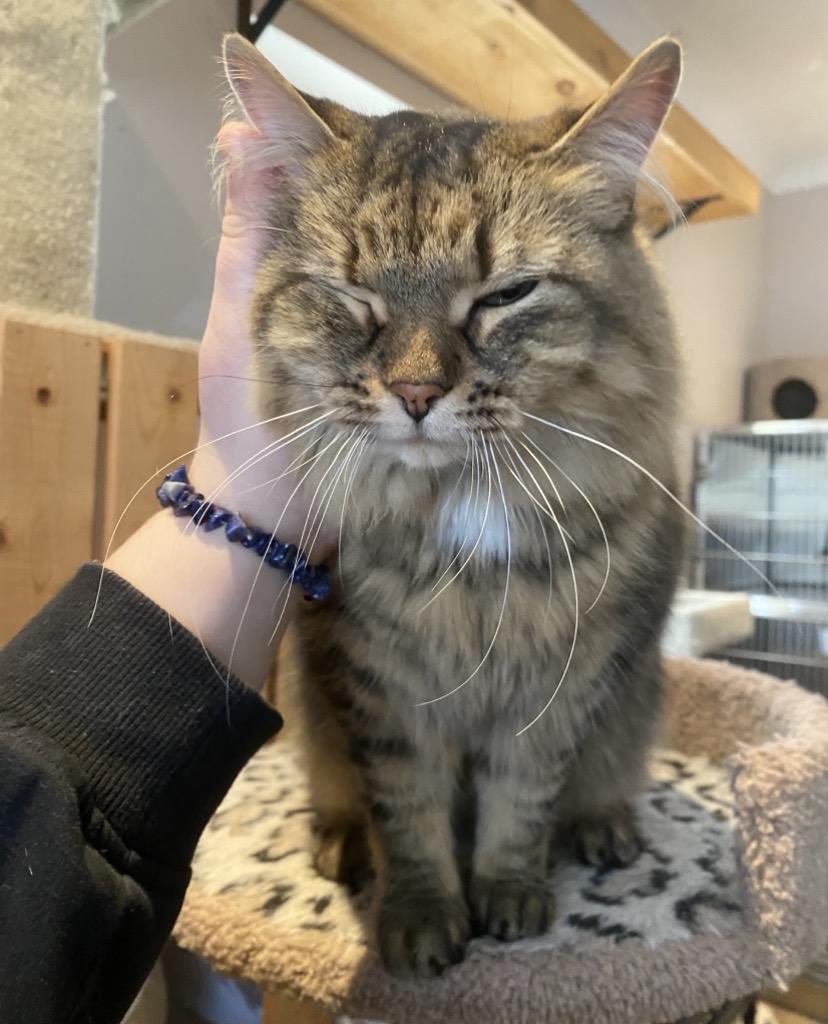 Moe, ADOPTABLE, Adult Male Domestic Medium Hair.