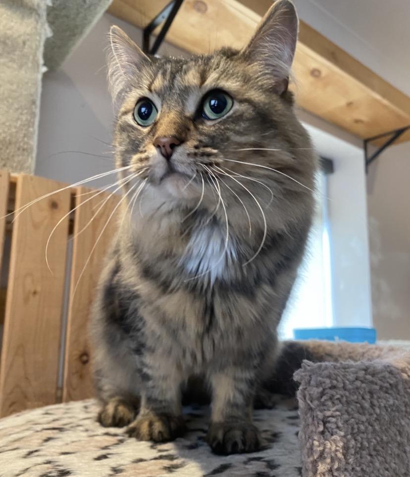 Enlarge Moe, a ADOPTABLE Domestic Medium Hair in Waterdown, ON image 3/4