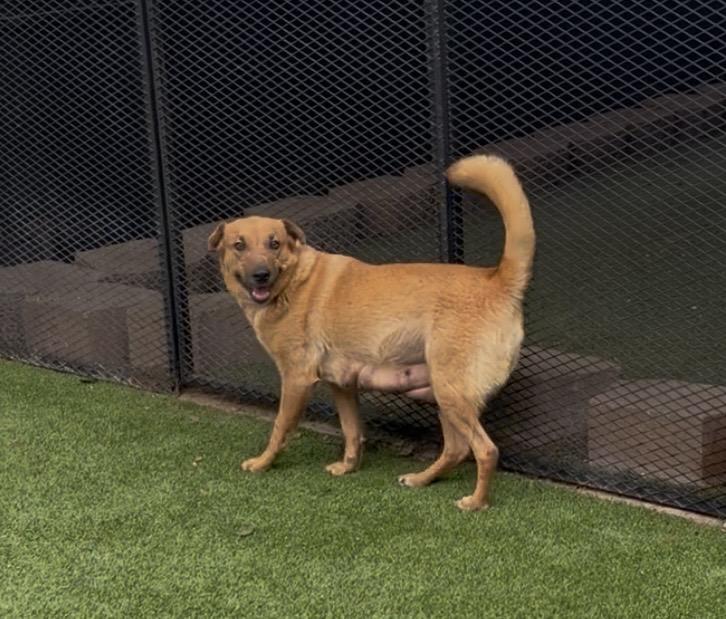 Enlarge Madeline, an adopted mixed breed in Glendale, AZ image 3/3