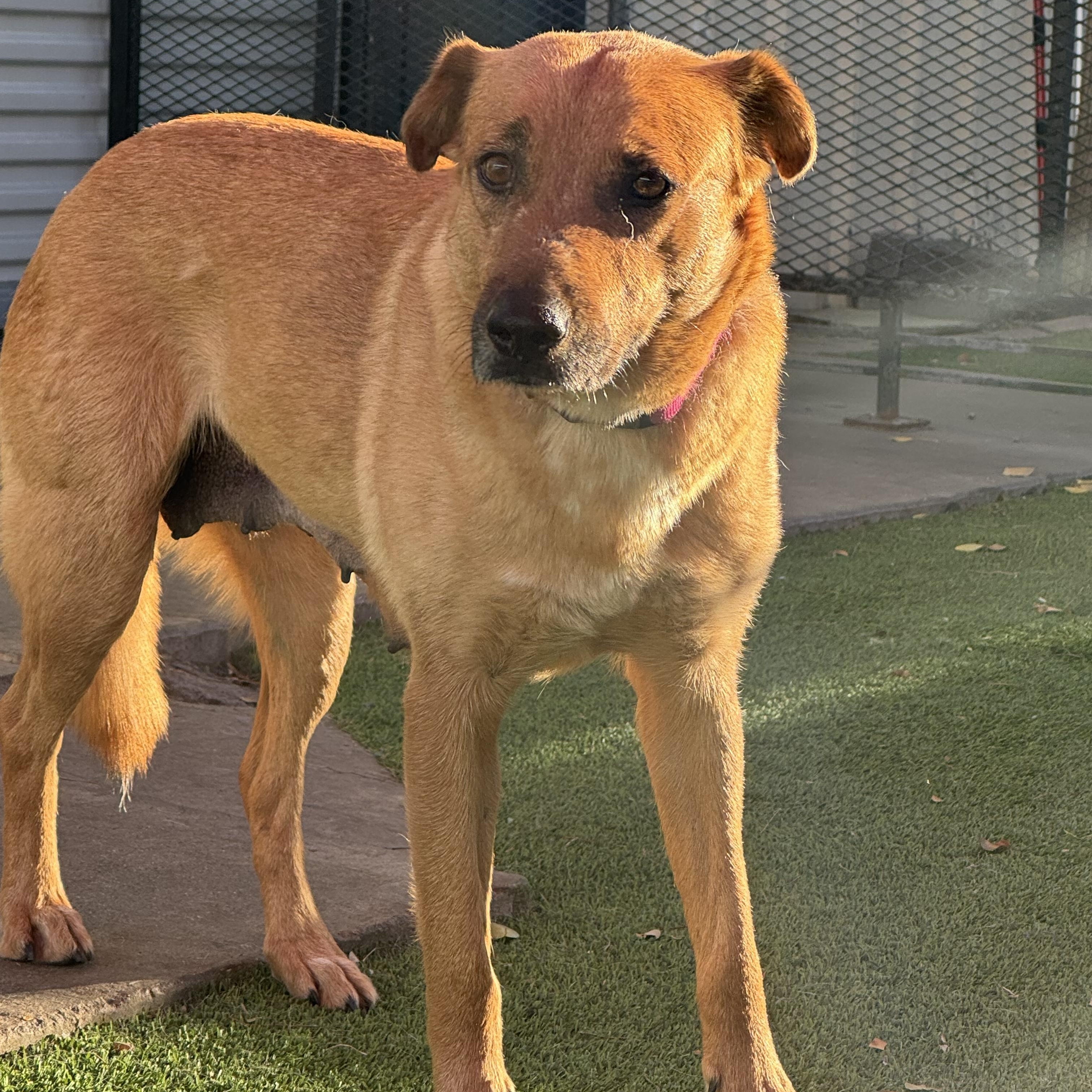 Enlarge Madeline, an adopted mixed breed in Glendale, AZ image 1/3