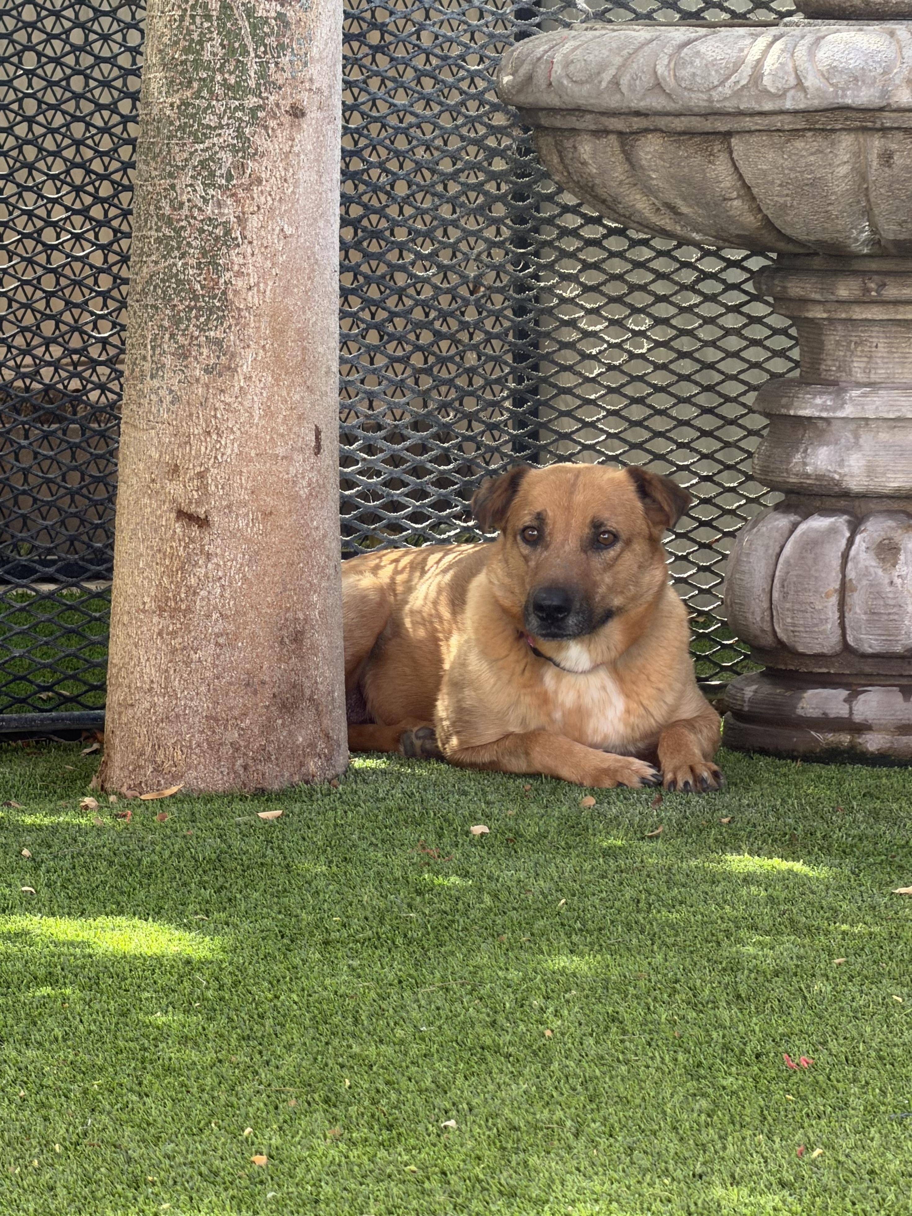 Enlarge Madeline, an adopted mixed breed in Glendale, AZ image 2/3
