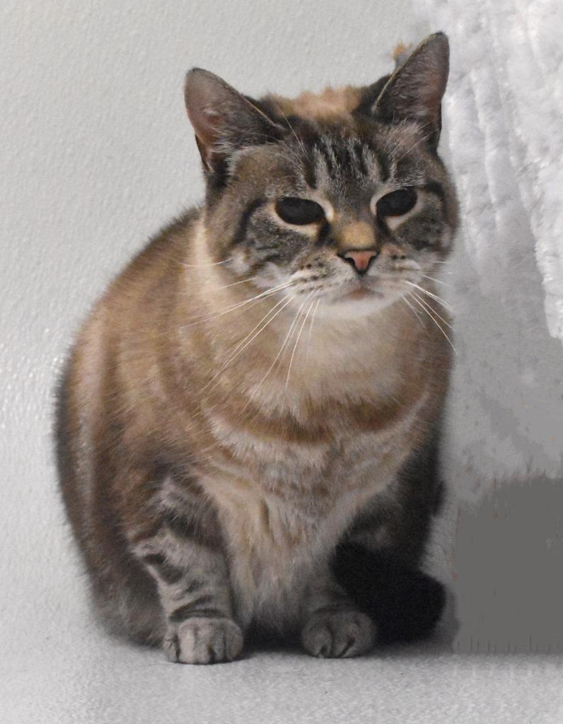 Enlarge Miss Kittie, a Adoptable mixed breed in Springfield, OH image 1/3