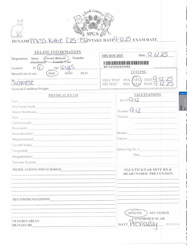 Enlarge Miss Kittie, a Adoptable mixed breed in Springfield, OH image 2/3