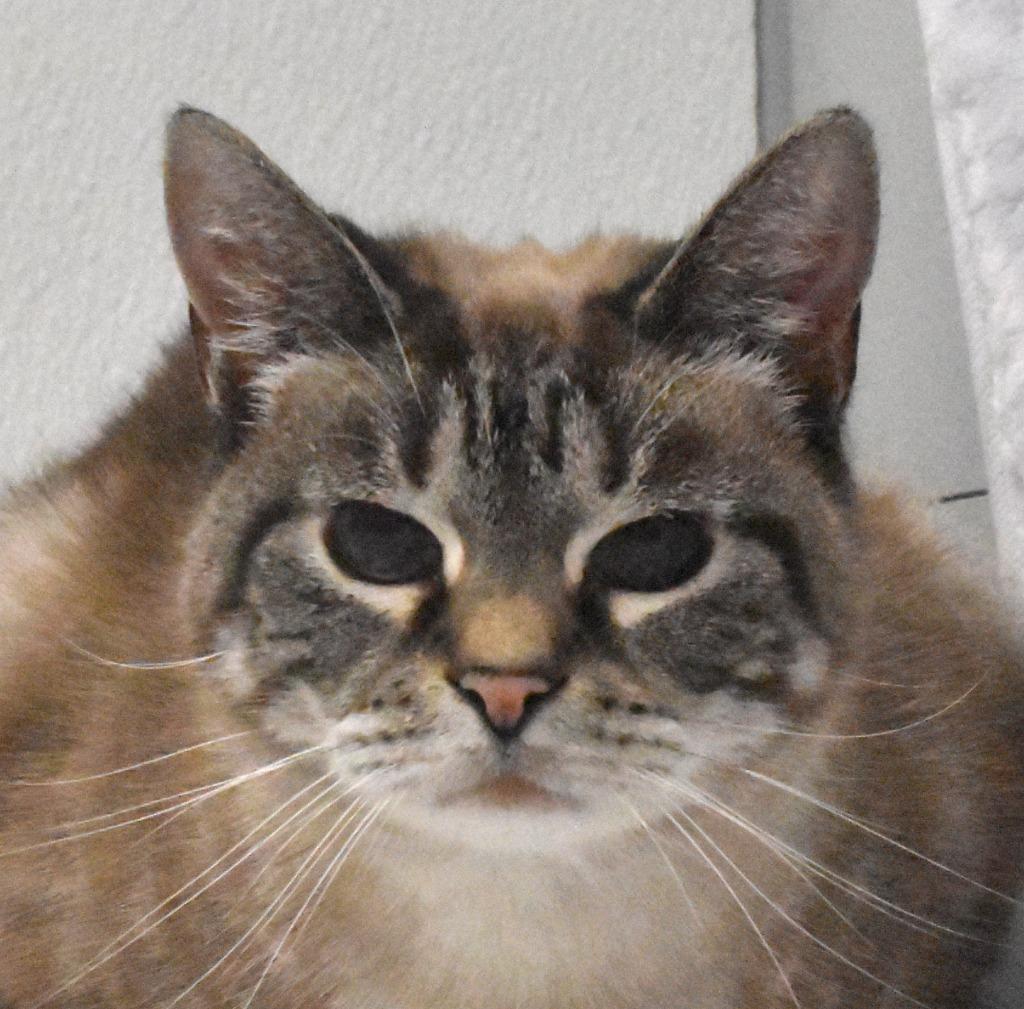 Enlarge Miss Kittie, a Adoptable mixed breed in Springfield, OH image 3/3