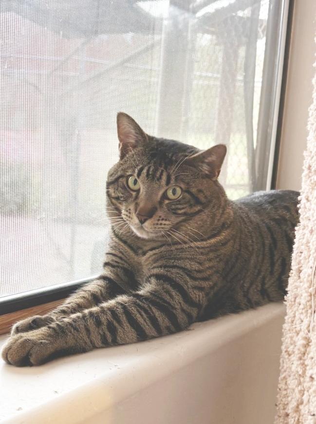 Enlarge BONGO, a ADOPTABLE Domestic Short Hair in Sequim, WA image 5/5