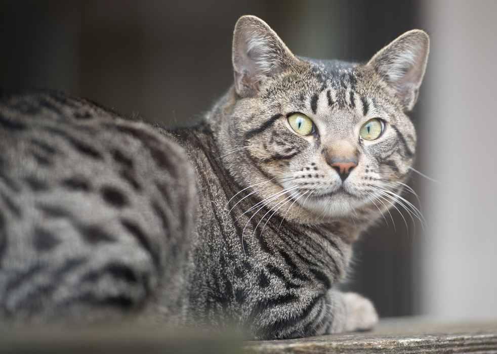 Enlarge BONGO, a ADOPTABLE Domestic Short Hair in Sequim, WA image 2/5