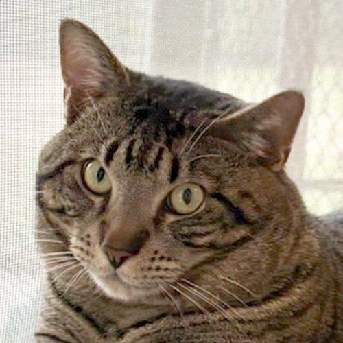 BONGO, ADOPTABLE, Young Male Domestic Short Hair.