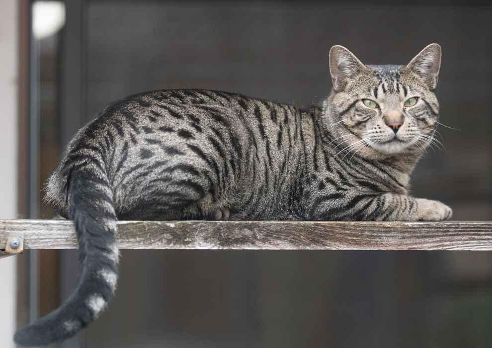 Enlarge BONGO, a ADOPTABLE Domestic Short Hair in Sequim, WA image 4/5