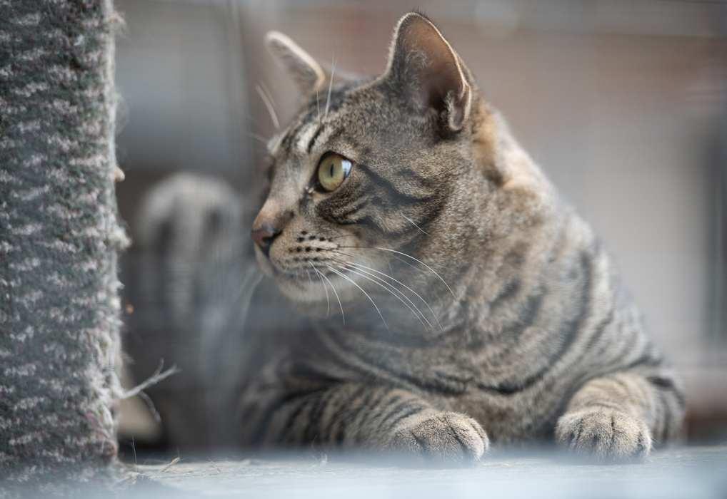 Enlarge BONGO, a ADOPTABLE Domestic Short Hair in Sequim, WA image 3/5