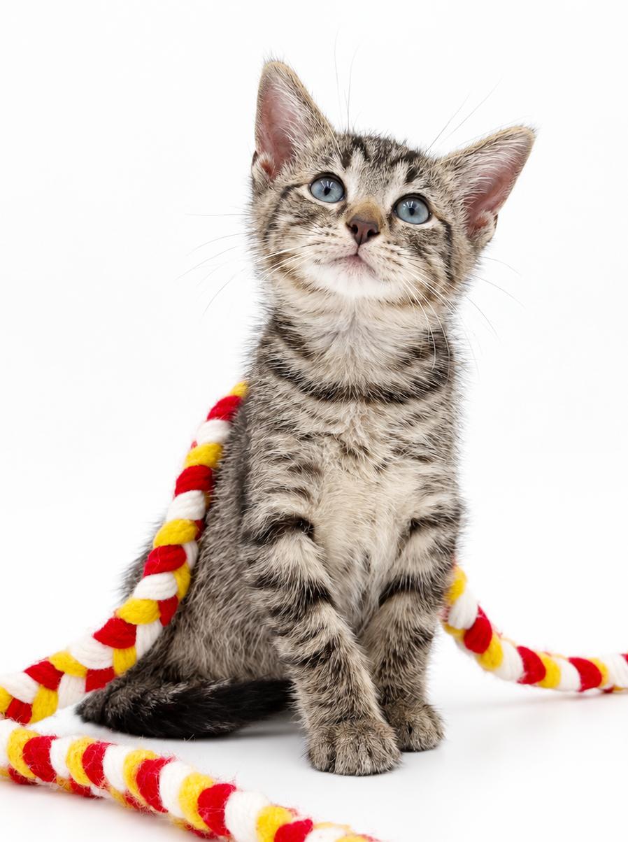 Enlarge Milo is a marvelous little bit of happiness, a Adoptable mixed breed in Bedford Hills, NY image 2/5