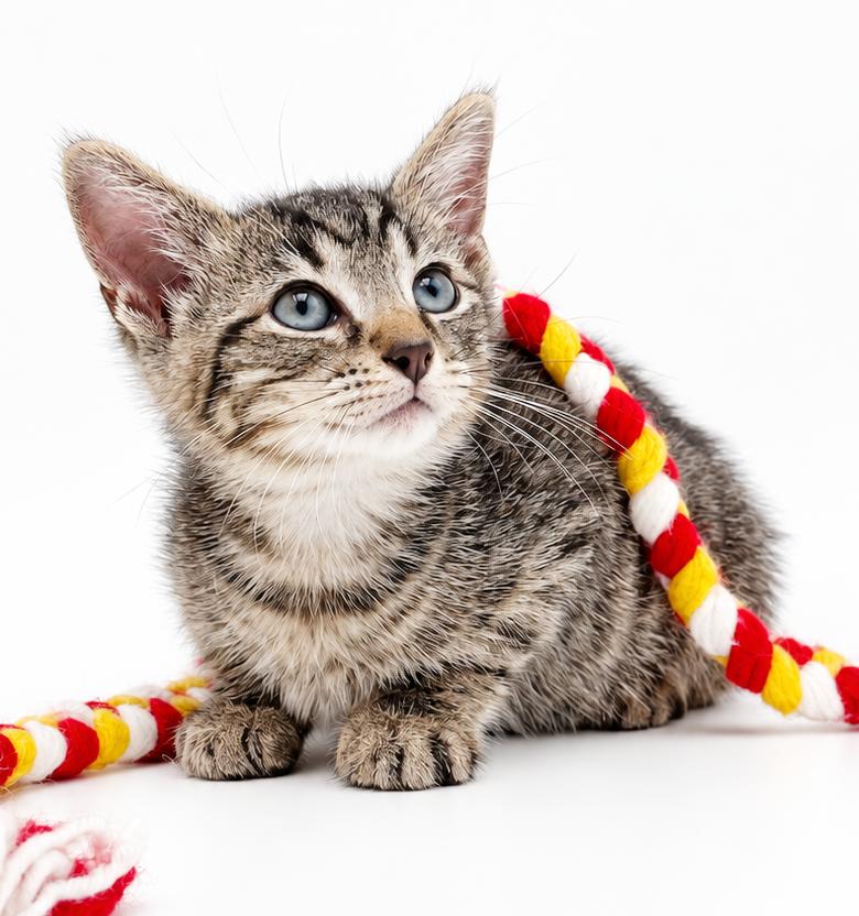 Enlarge Milo is a marvelous little bit of happiness, a Adoptable mixed breed in Bedford Hills, NY image 4/5