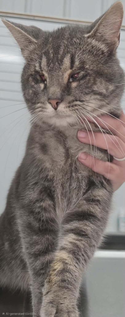 Enlarge Stevie, a Adoptable mixed breed in Hillsdale, IN image 1/1