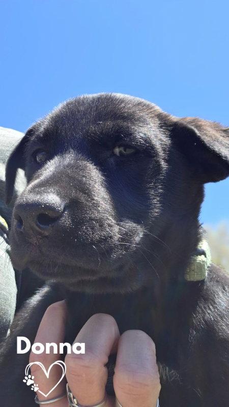 Donna, Adopted, Puppy Female Pit Bull Terrier & German Shepherd Dog.