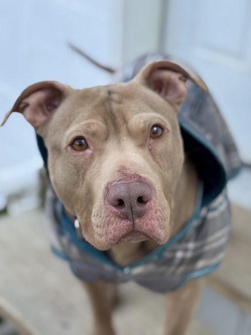 Teddy (5 Years Old), ADOPTABLE, Adult Male Pit Bull Terrier.