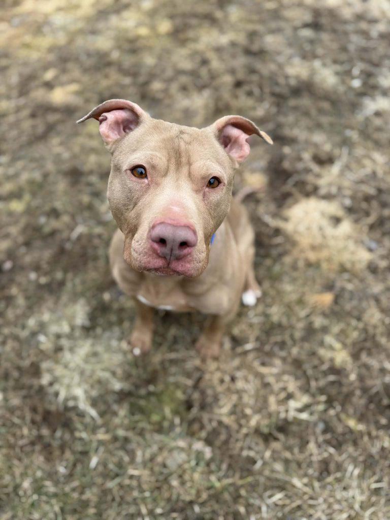 Enlarge Teddy (5 Years Old), a ADOPTABLE Pit Bull Terrier in Albany, NY image 2/3