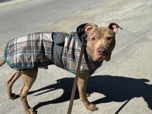 Enlarge Teddy (5 Years Old), a ADOPTABLE Pit Bull Terrier in Albany, NY image 3/3