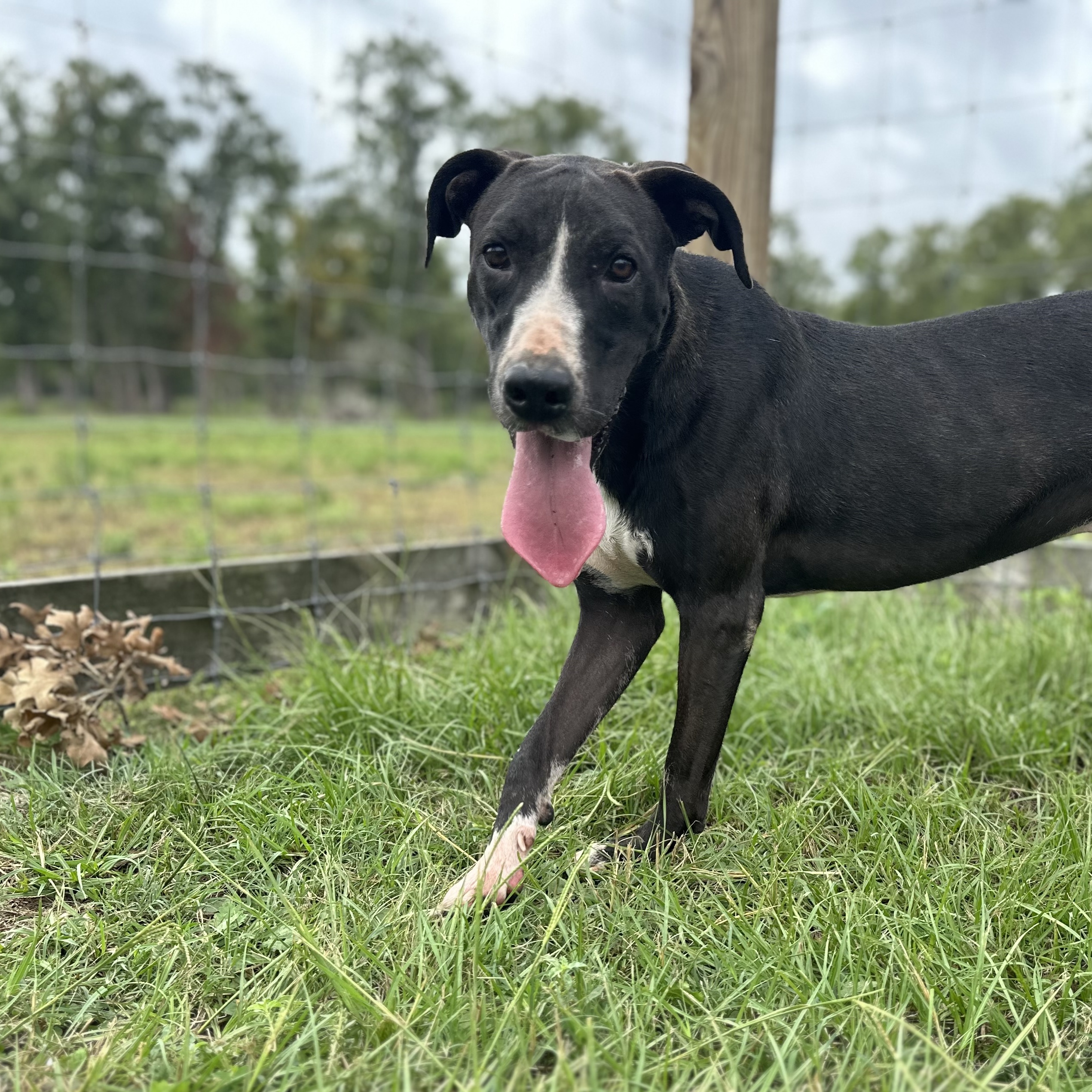 Penelope, a Adoptable mixed breed in College Station, TX image 2/3