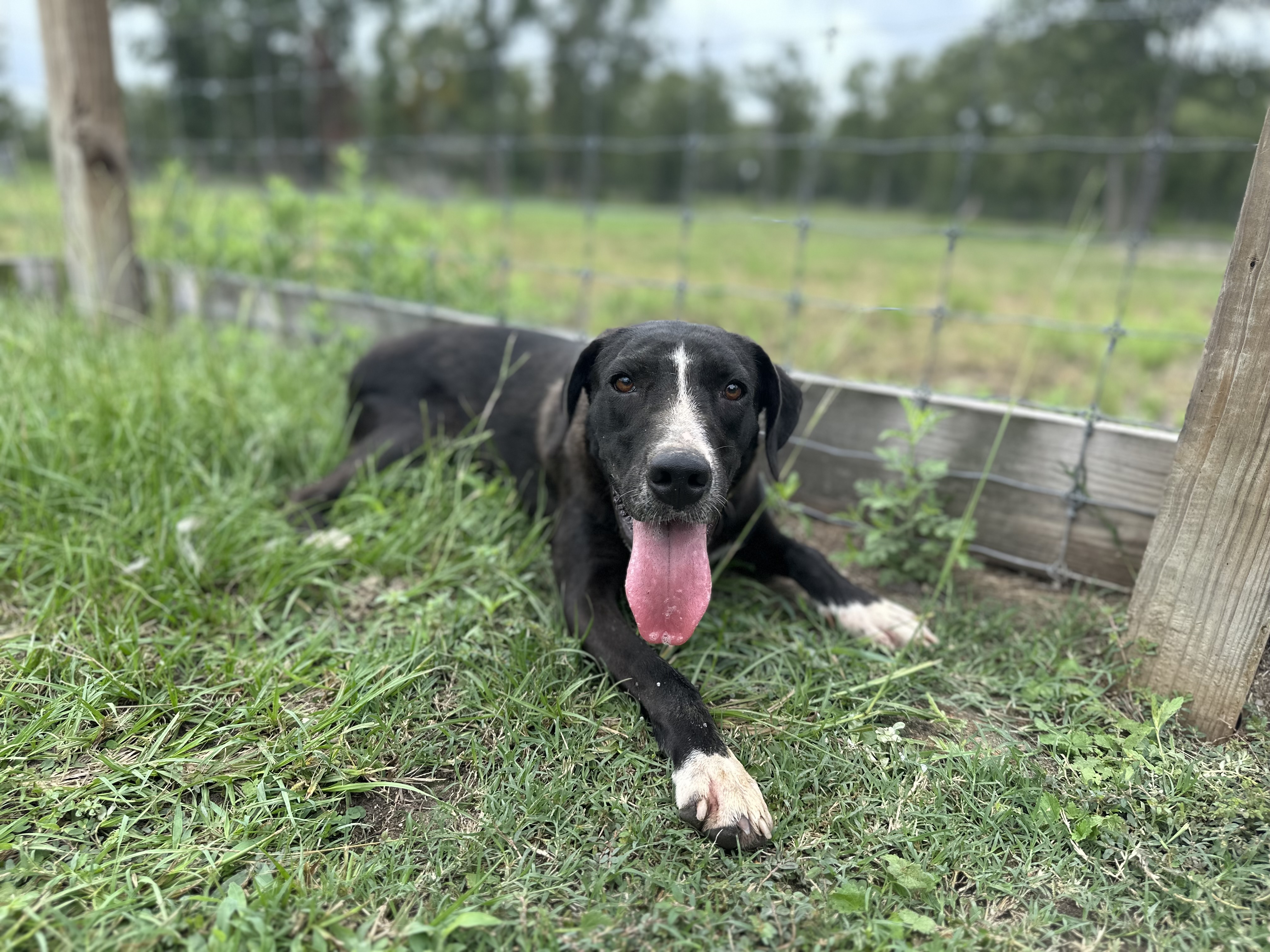 Penelope, a Adoptable mixed breed in College Station, TX image 1/3