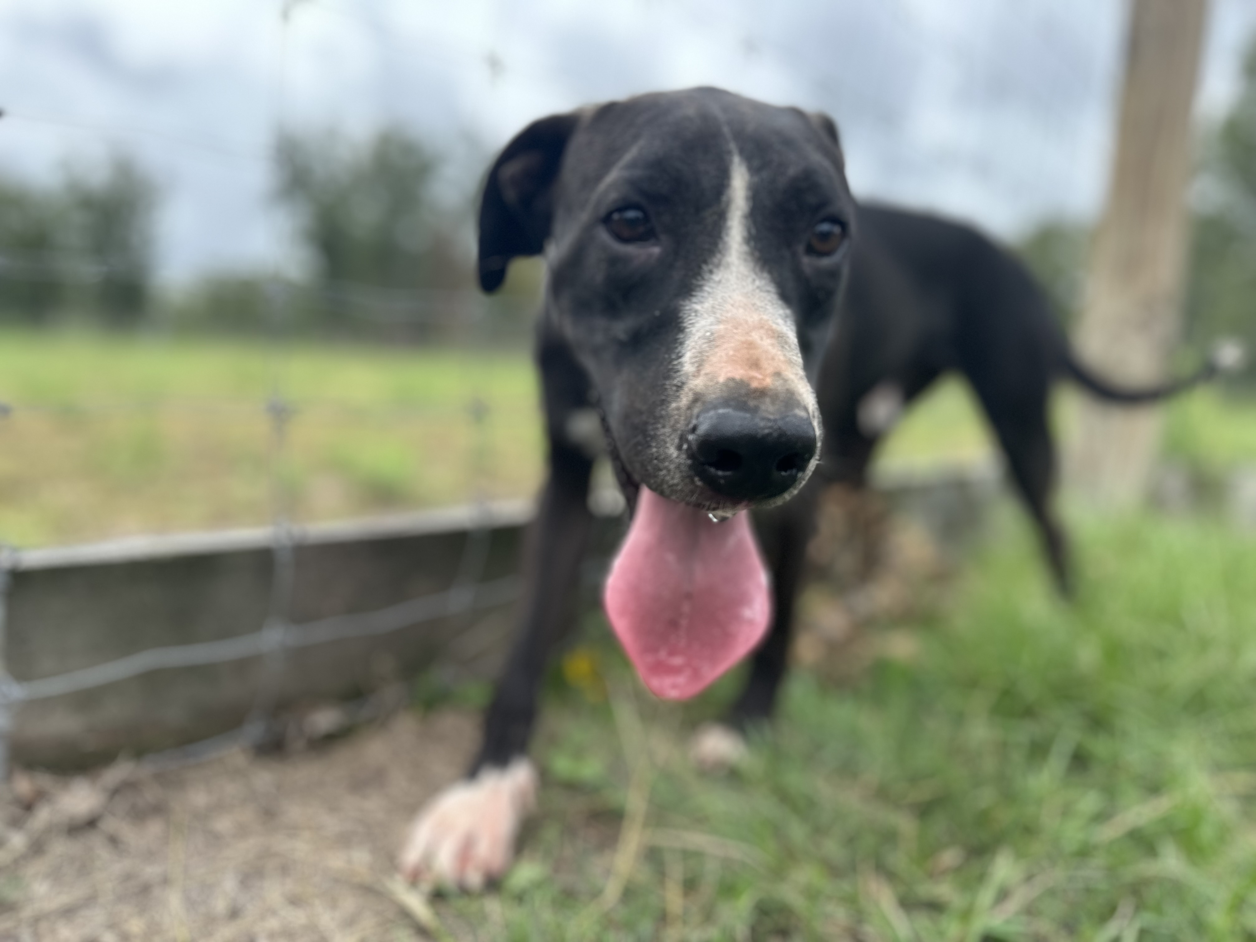 Penelope, a Adoptable mixed breed in College Station, TX image 3/3