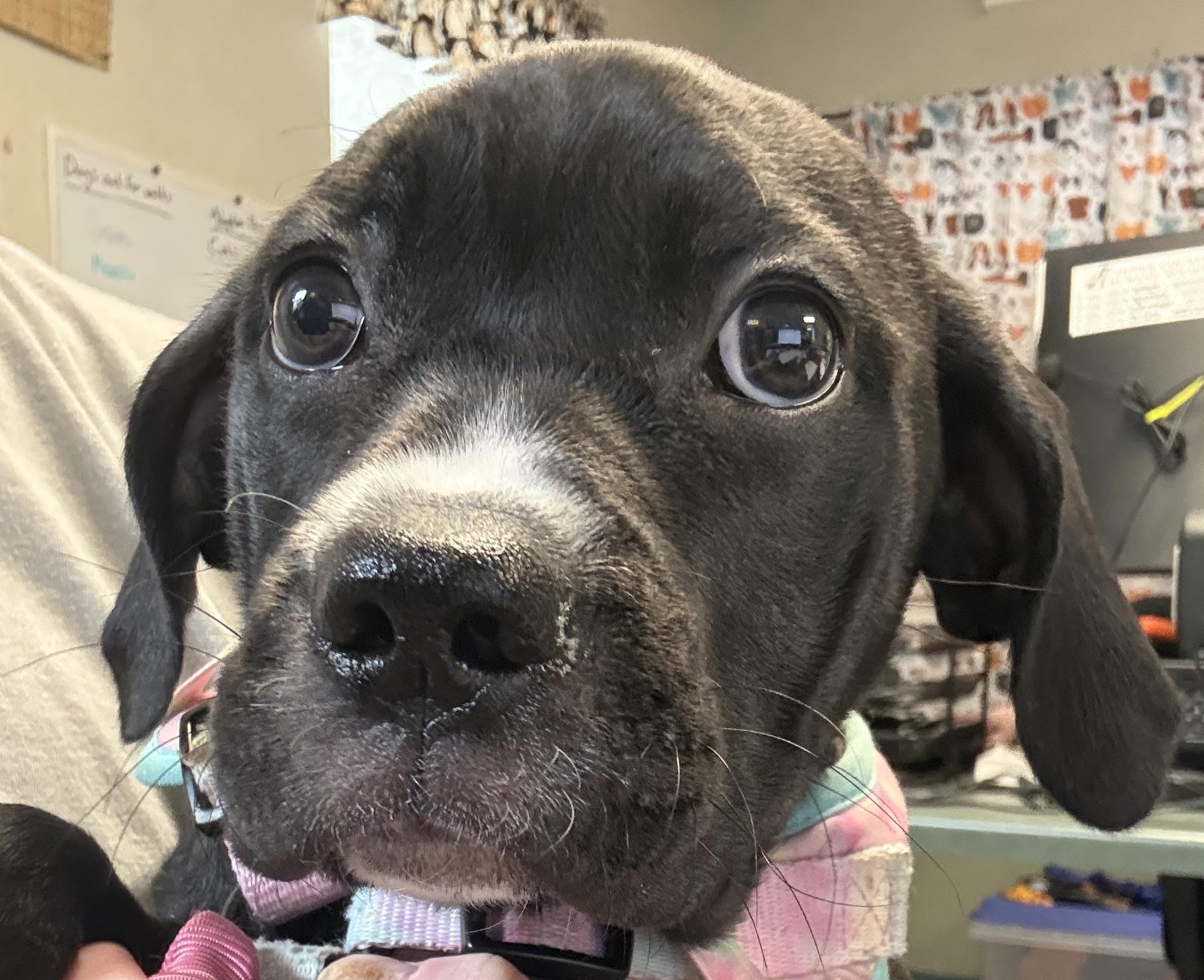 Enlarge Dilly Bean, an adopted Mixed Breed in Houghton, MI image 1/1