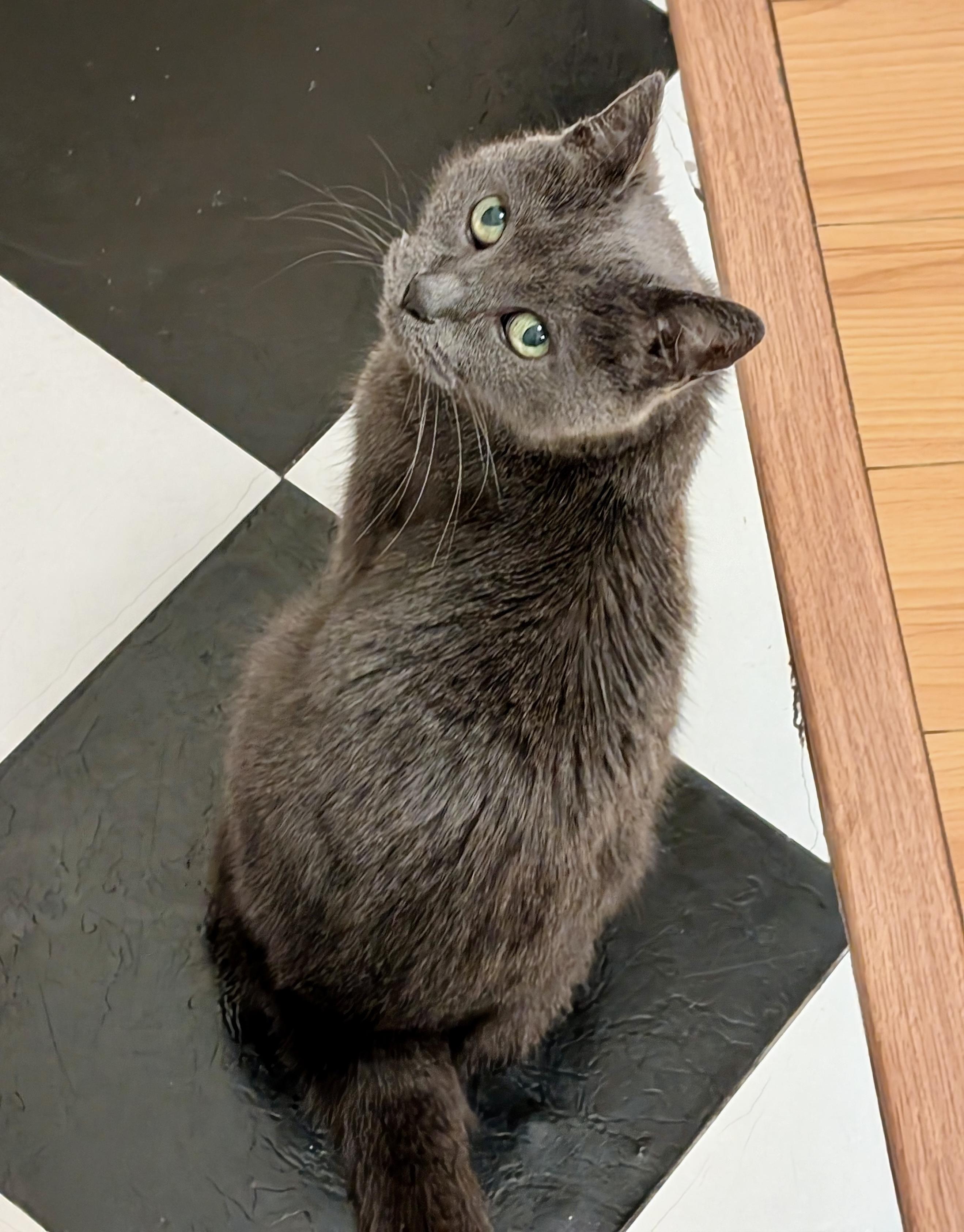 Archie (M), Adoptable, Adult Male American Shorthair.