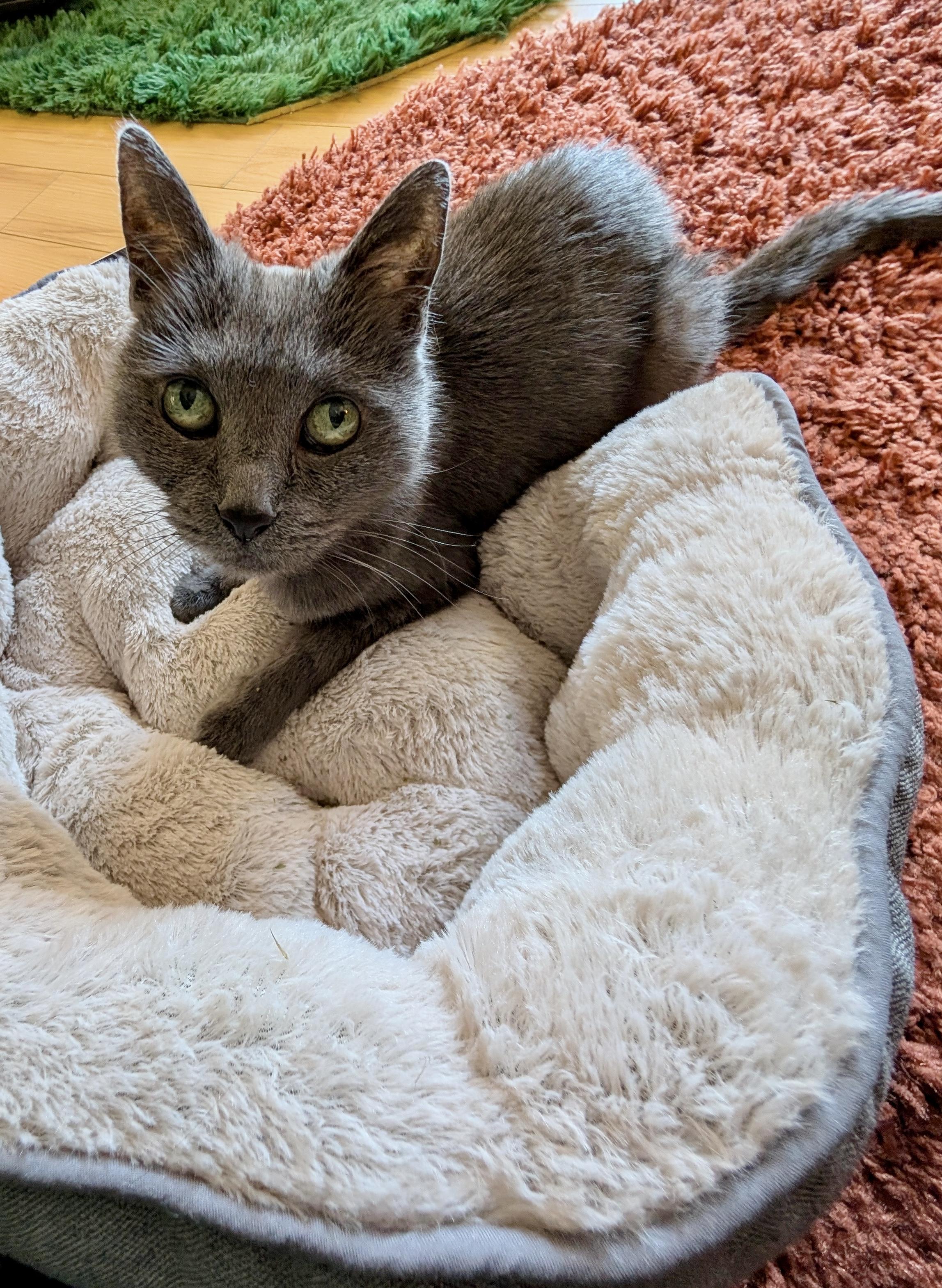 Archie (M), a Adoptable American Shorthair in Los Angeles, CA image 2/6