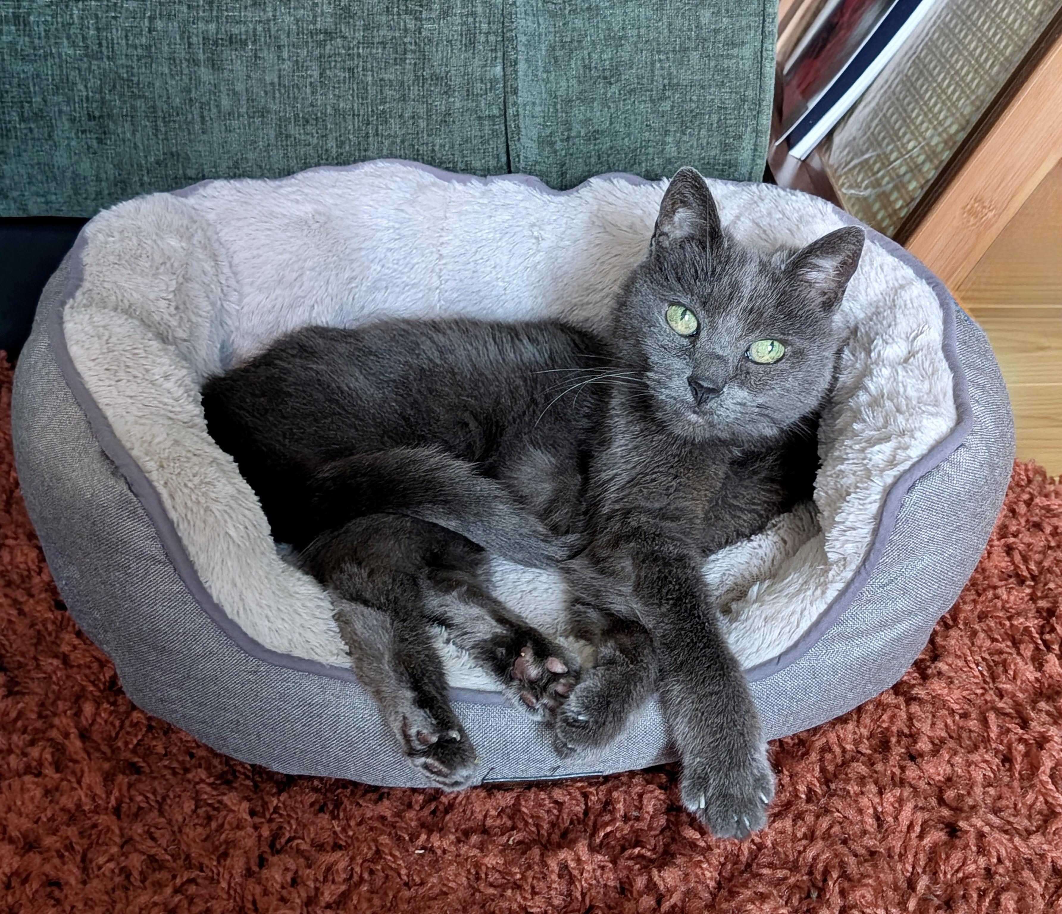 Archie (M), a Adoptable American Shorthair in Los Angeles, CA image 3/6