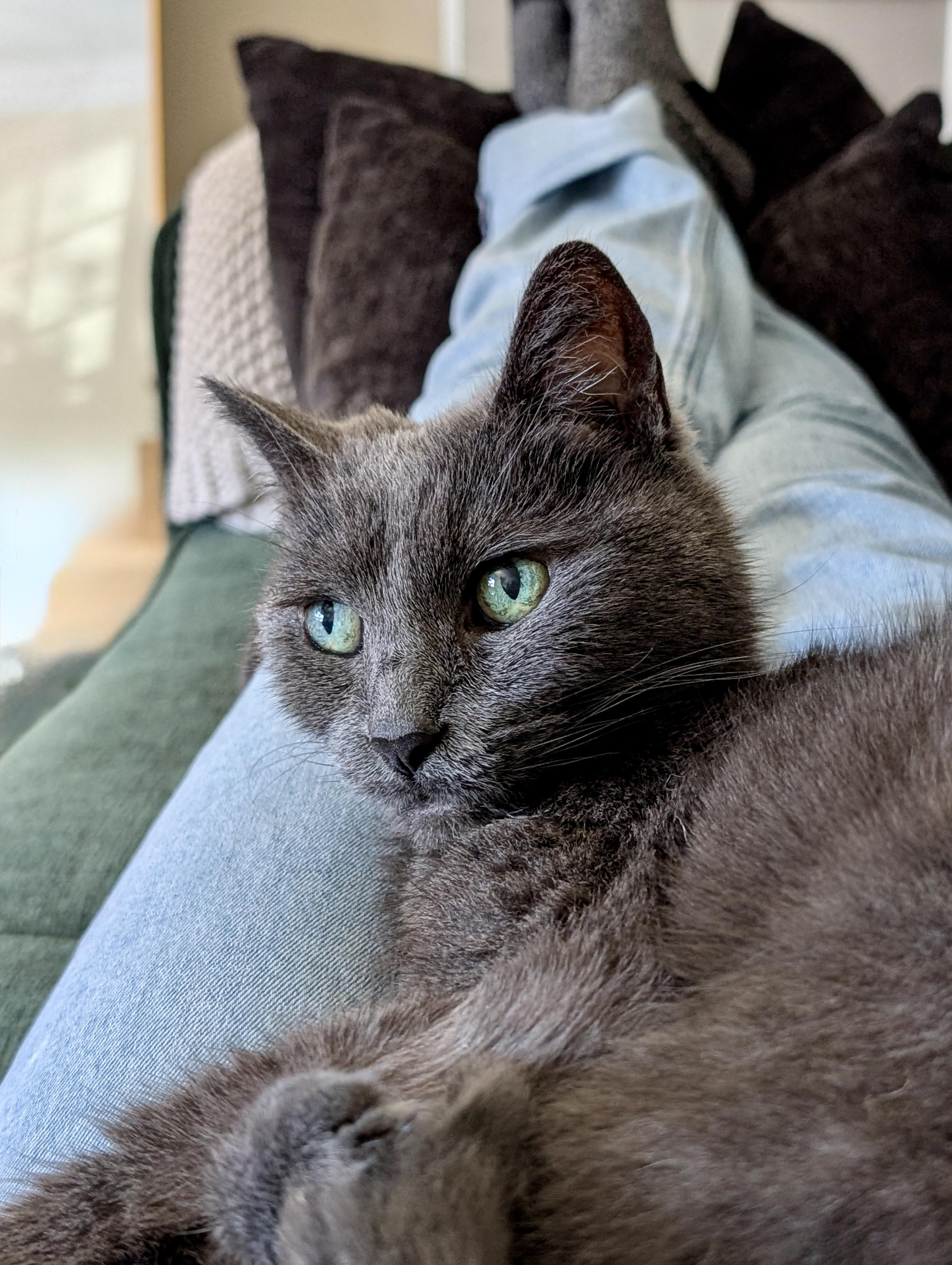 Archie (M), a Adoptable American Shorthair in Los Angeles, CA image 4/6