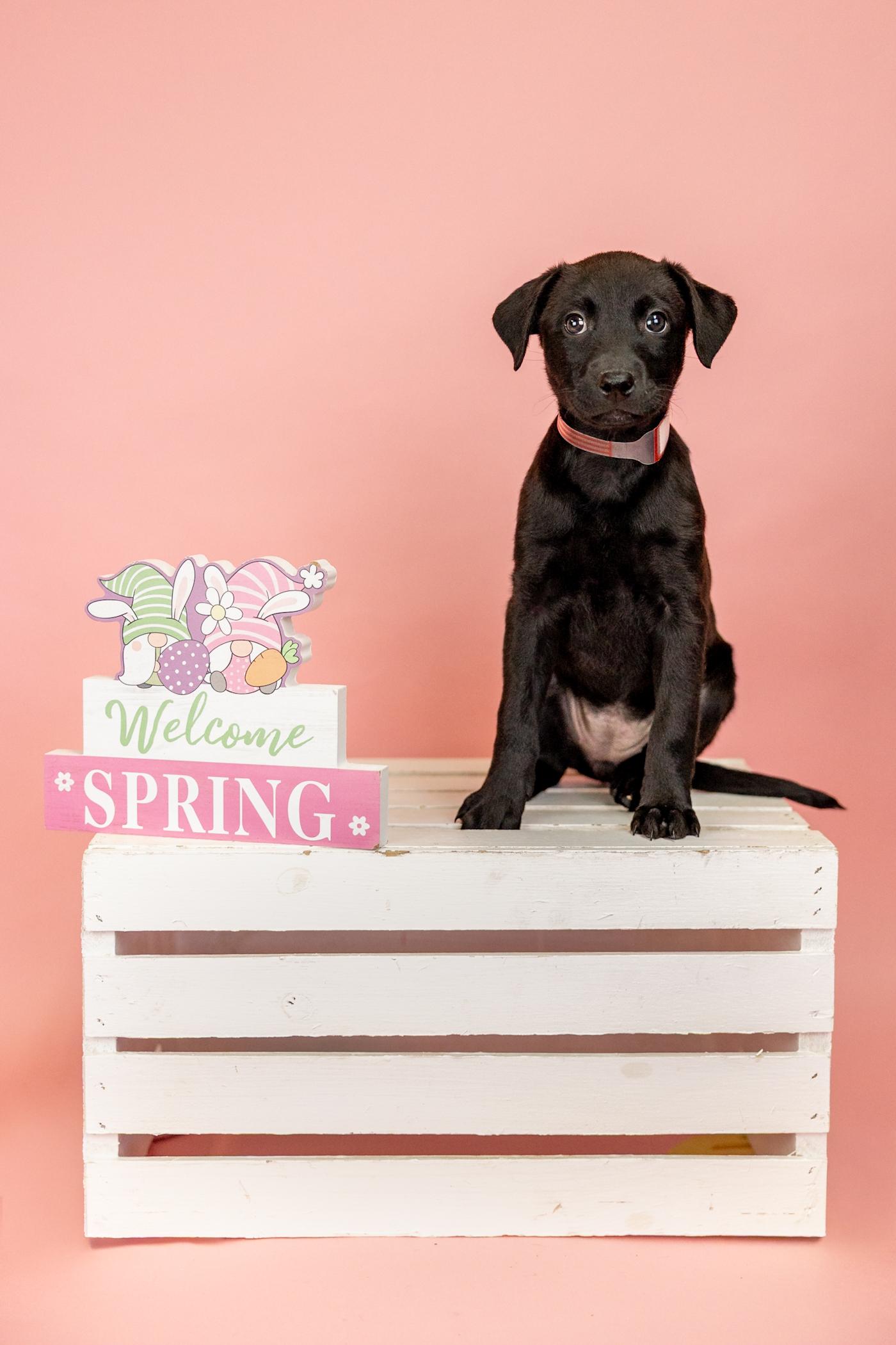 Enlarge 256-26, a ADOPTABLE mixed breed in Brighton, CO image 1/1