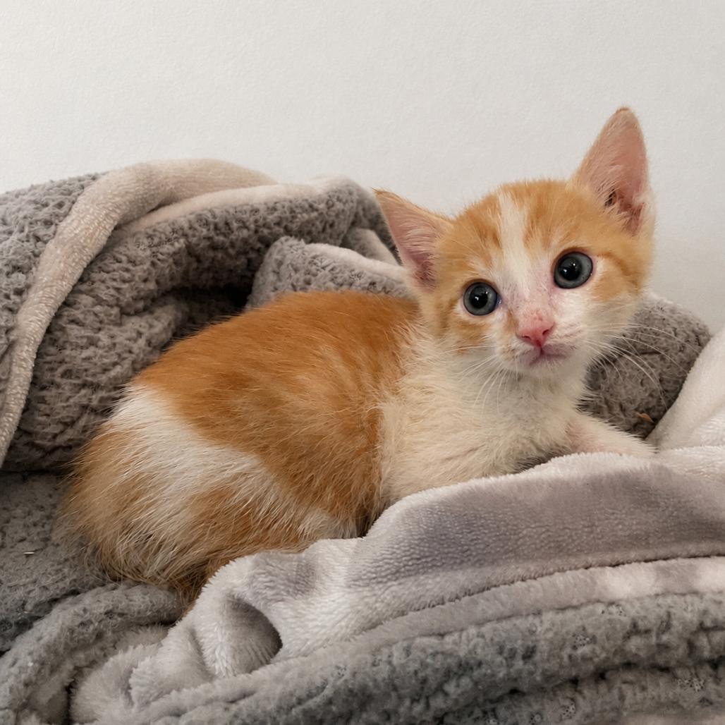 Enlarge Calvin, a Adoptable Domestic Short Hair in Tucson, AZ image 1/1