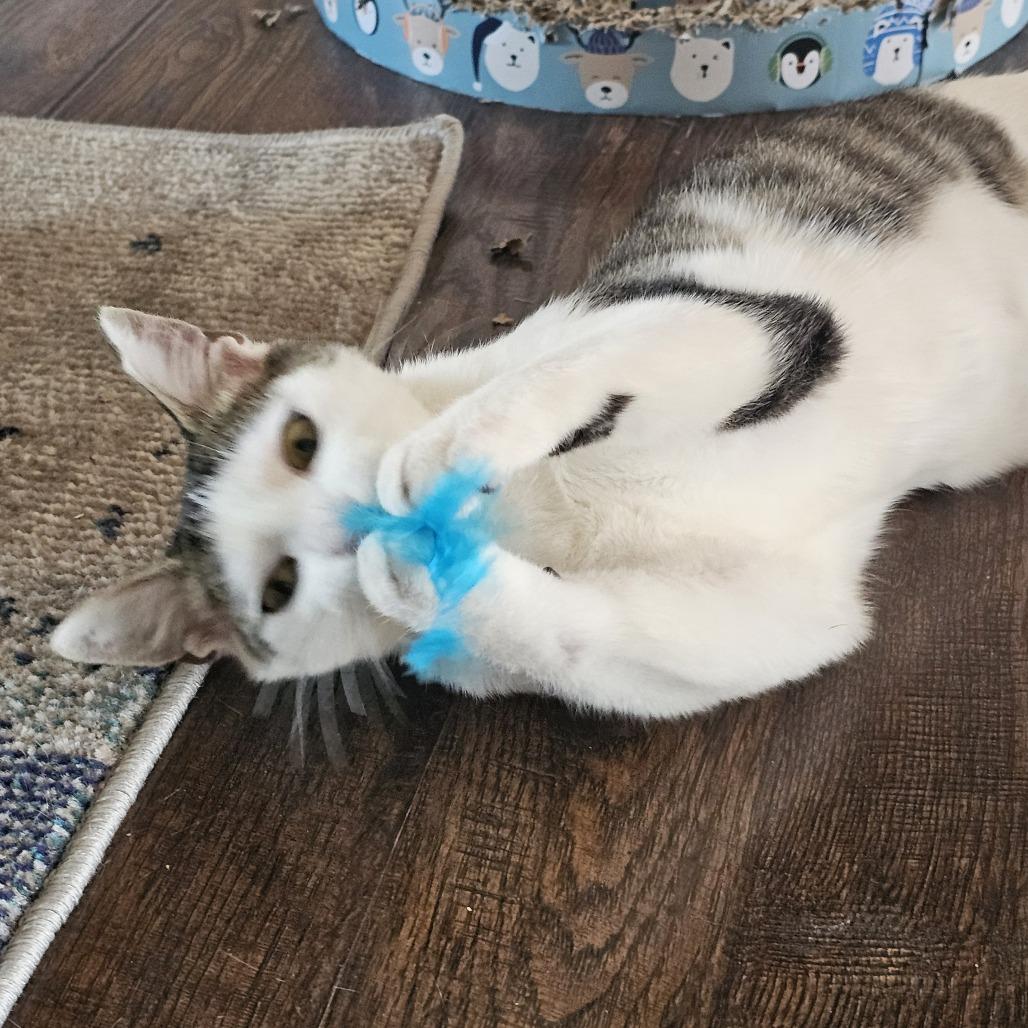 Zero, a Adoptable Domestic Short Hair in Danville, IL image 1/3