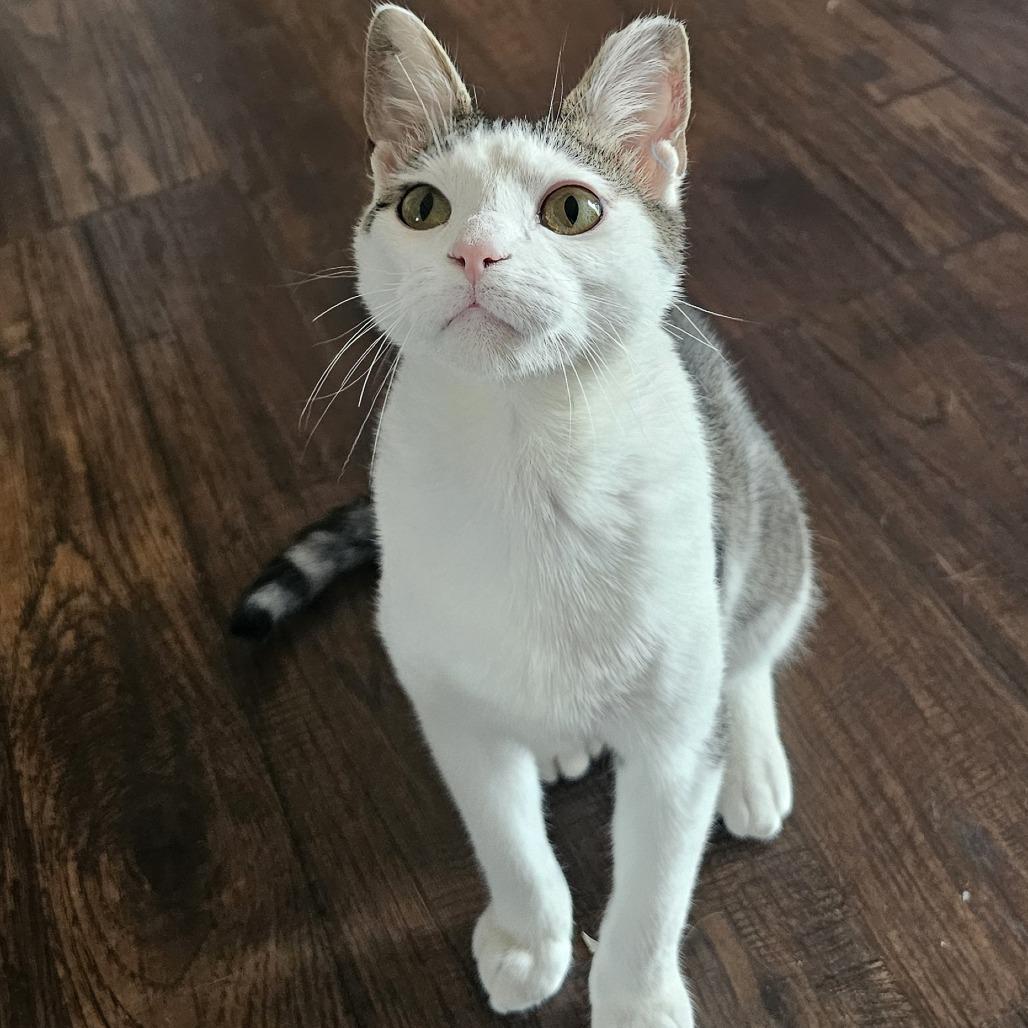 Zero, a Adoptable Domestic Short Hair in Danville, IL image 2/3