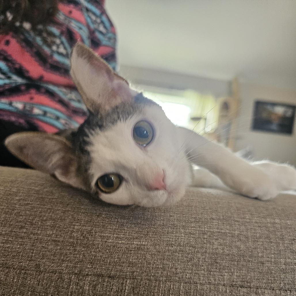 Zero, a Adoptable Domestic Short Hair in Danville, IL image 3/3