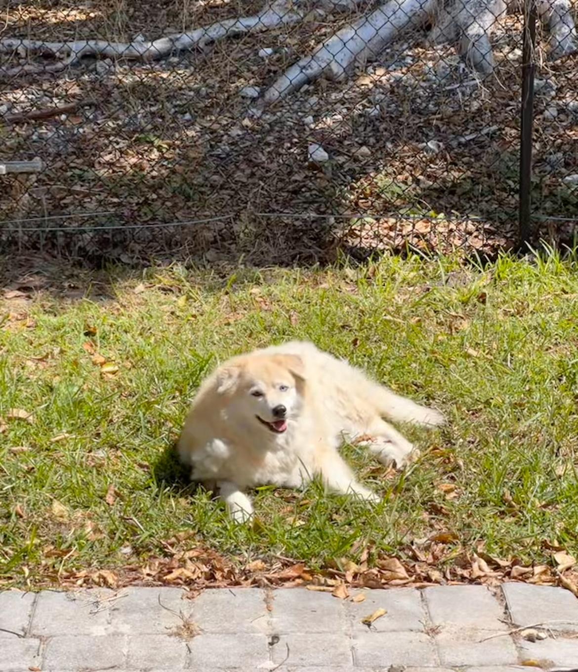 Blue, Adoptable, Adult Male Pomsky.