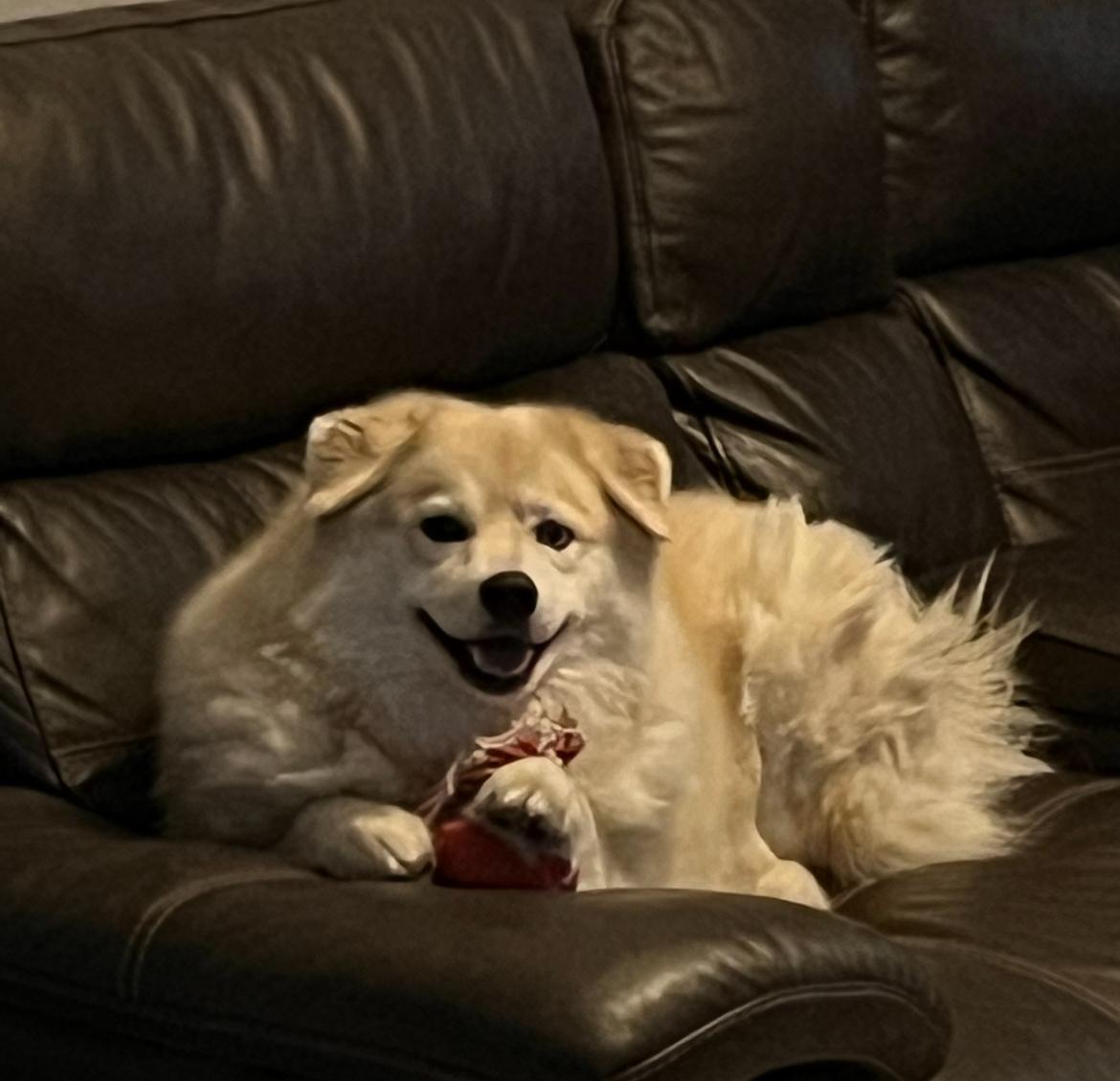 Blue, a Adoptable Pomsky in North Miami, FL image 2/2