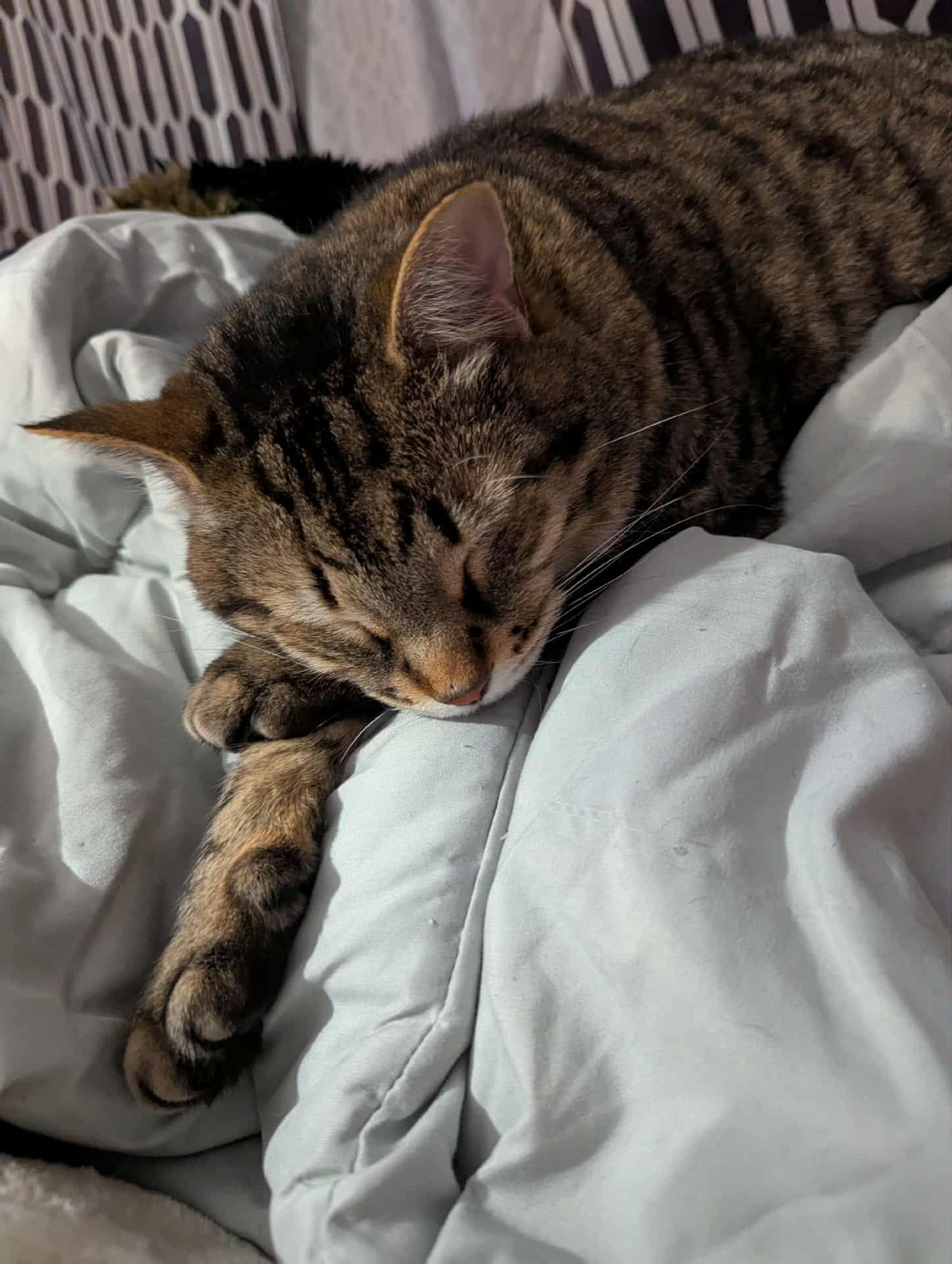 Enlarge Merlin (FA/FF), a Adoptable mixed breed in Sainte-Angele-de-Monnoir, QC image 3/6