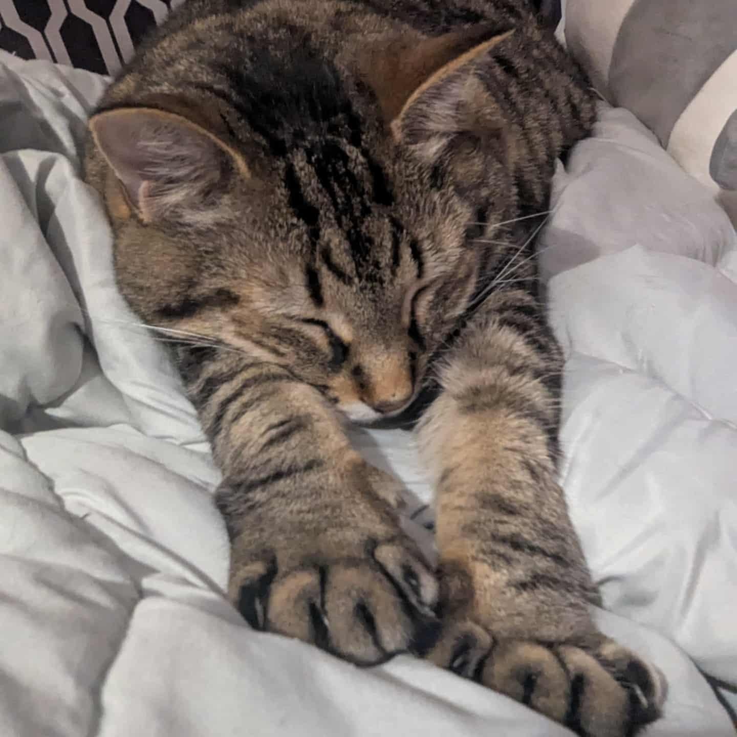 Merlin (FA/FF), Adoptable, Adult Male Domestic Short Hair & Bengal.