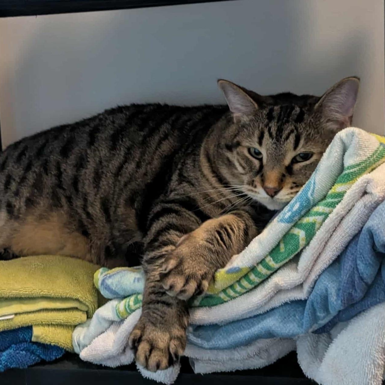 Enlarge Merlin (FA/FF), a Adoptable mixed breed in Sainte-Angele-de-Monnoir, QC image 4/6