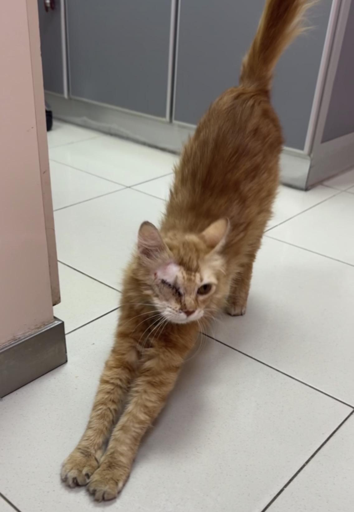 Enlarge Ravioli SA Petite Pirate , an adoptable mixed breed in New York, NY image 2/4