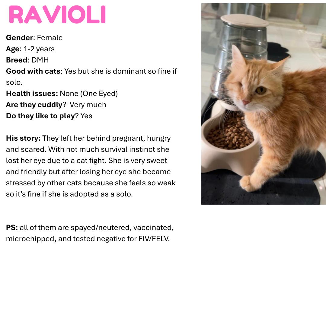 Enlarge Ravioli SA Petite Pirate , an adoptable mixed breed in New York, NY image 4/4