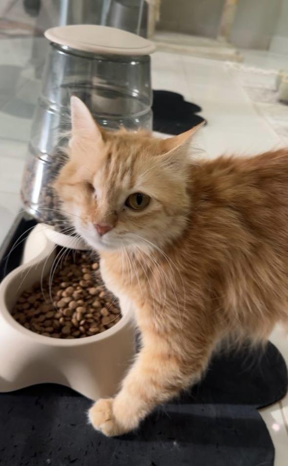 Ravioli SA Petite Pirate , adoptable, Young Female Domestic Medium Hair.