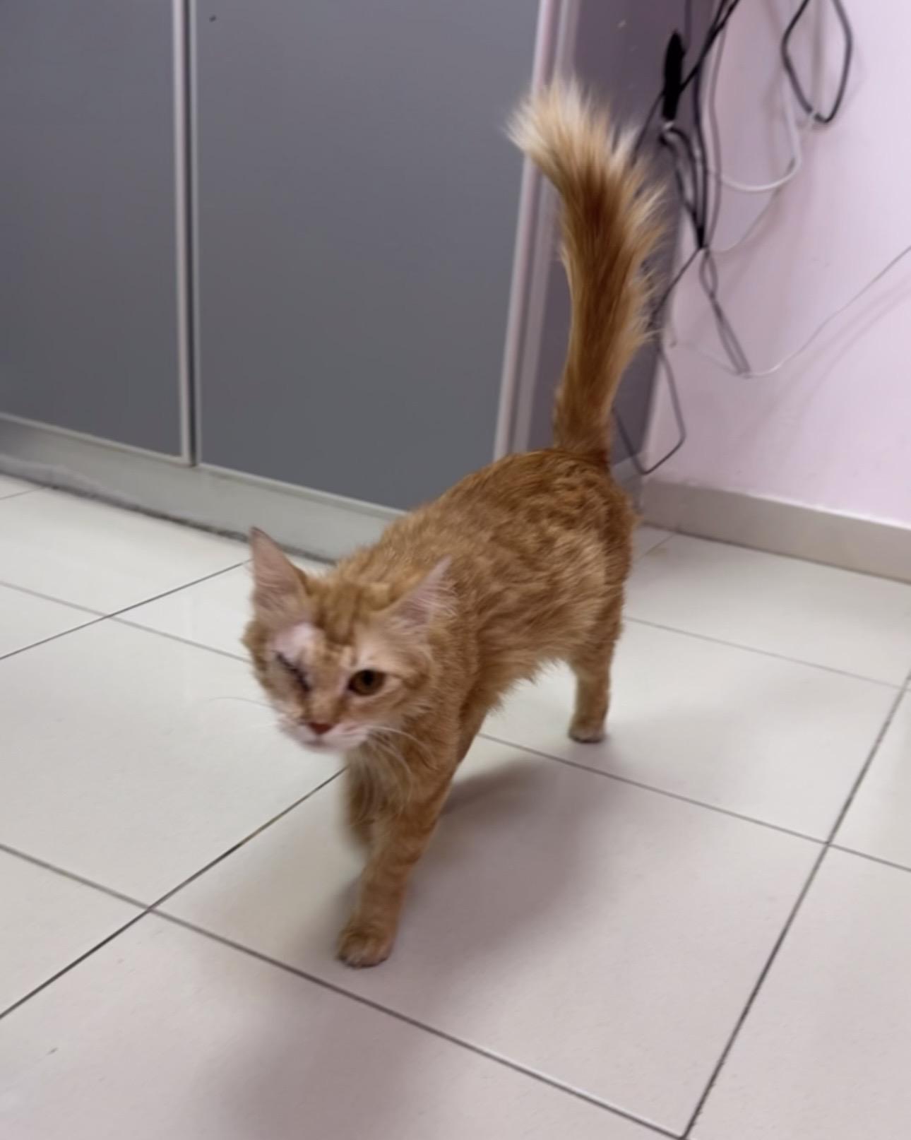 Enlarge Ravioli SA Petite Pirate , an adoptable mixed breed in New York, NY image 3/4