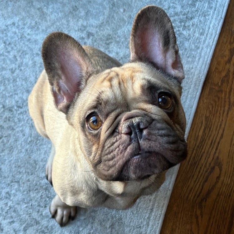 Dog for adoption Lyla, a French Bulldog in Barrington, IL Petfinder