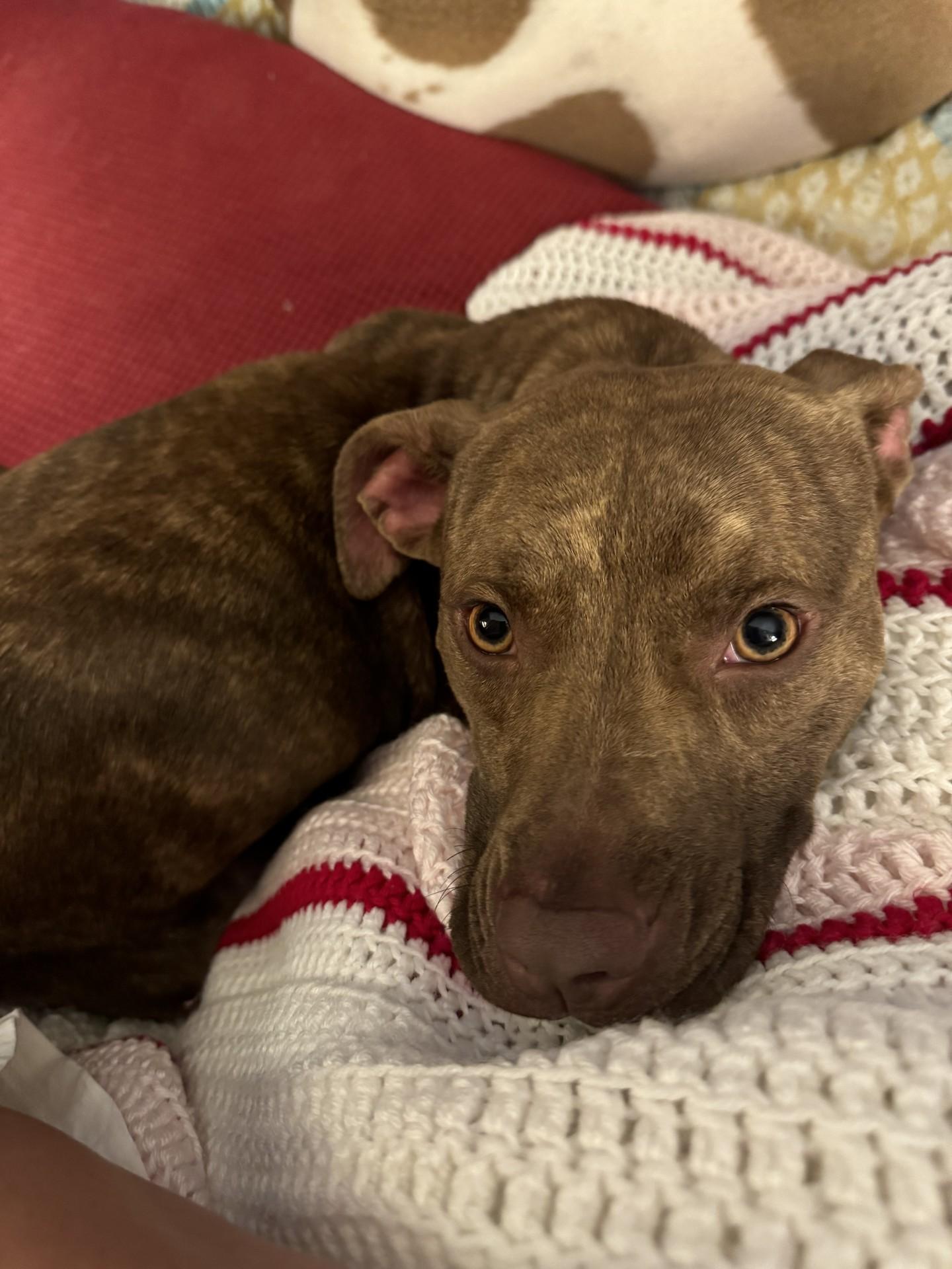 Pixie, Baby Female American Staffordshire Terrier