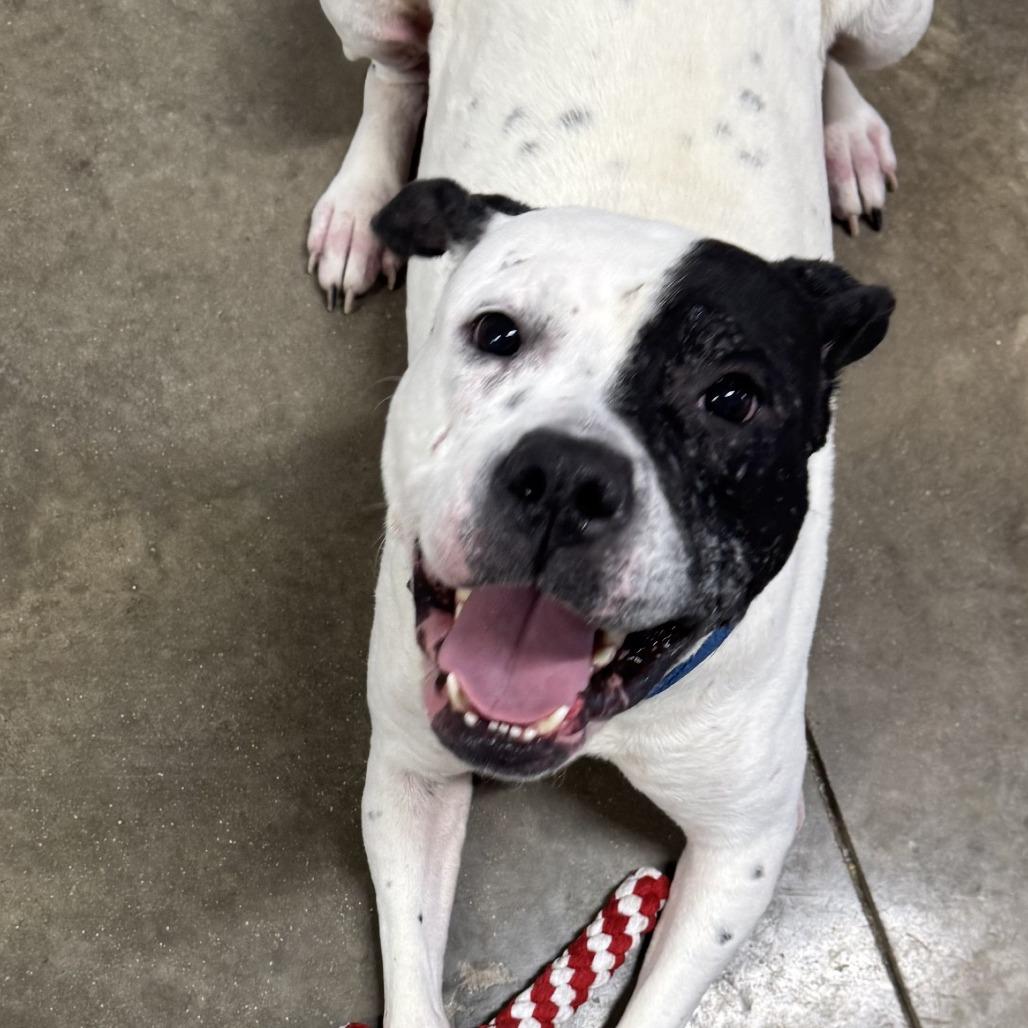 Kiki, Adoptable, Adult Female Pit Bull Terrier & Mixed Breed.