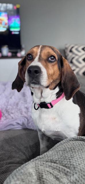 Enlarge SADIE, a Adoptable Coonhound in Newaygo, MI image 1/2