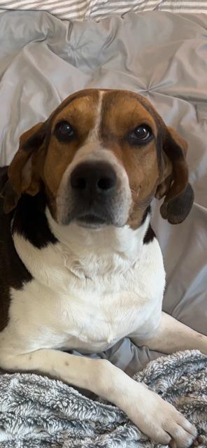 SADIE, Adoptable, Adult Female Coonhound.