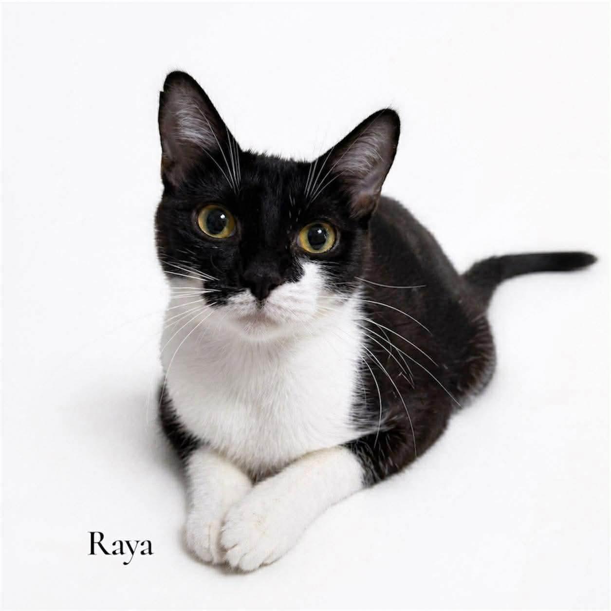 Enlarge Raya, a ADOPTABLE Domestic Short Hair in Stevensville, MI image 1/2