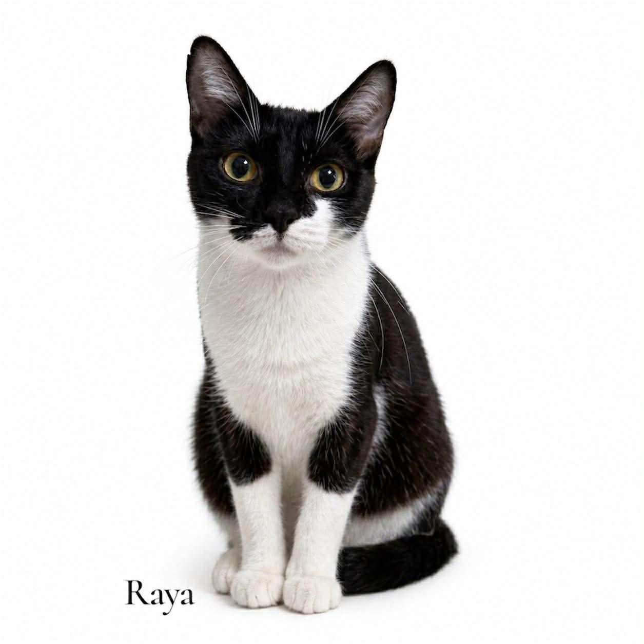 Enlarge Raya, a ADOPTABLE Domestic Short Hair in Stevensville, MI image 2/2